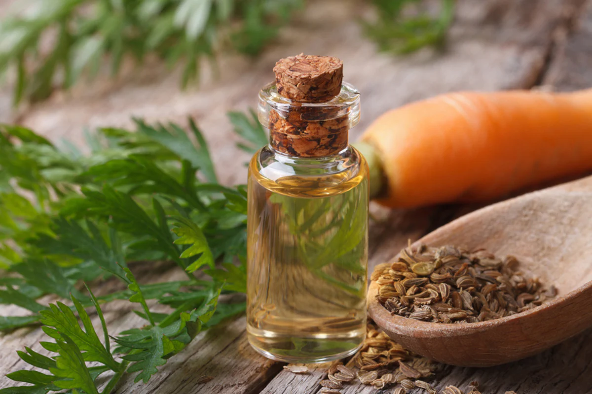 Carrot Seed Oil: Benefits, Risks, and Uses